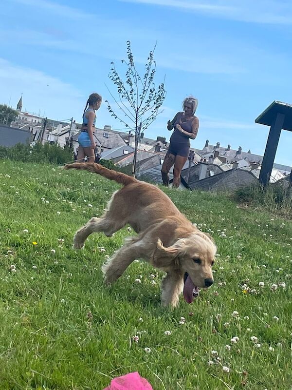 Cocker Spaniel puppies for sale in Newcastle, County Down – 6 months old - Image 2 of 3