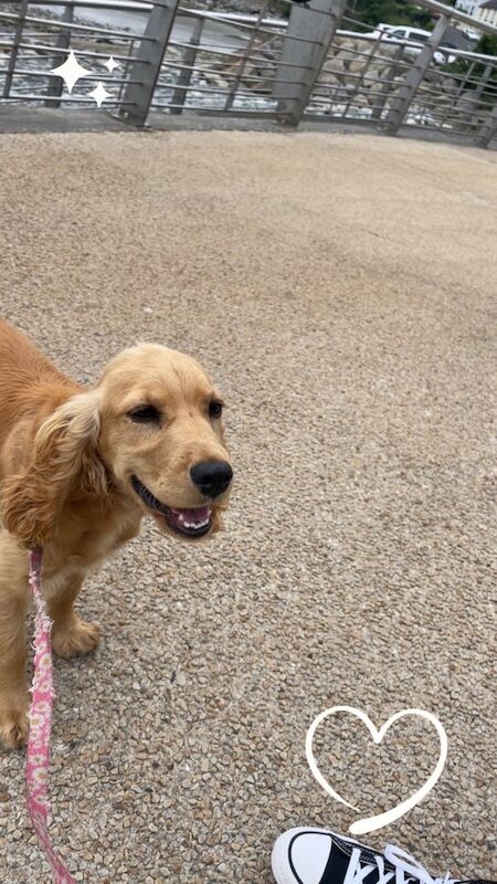 Cocker Spaniel puppies for sale in Newcastle, County Down – 6 months old - Image 3 of 3