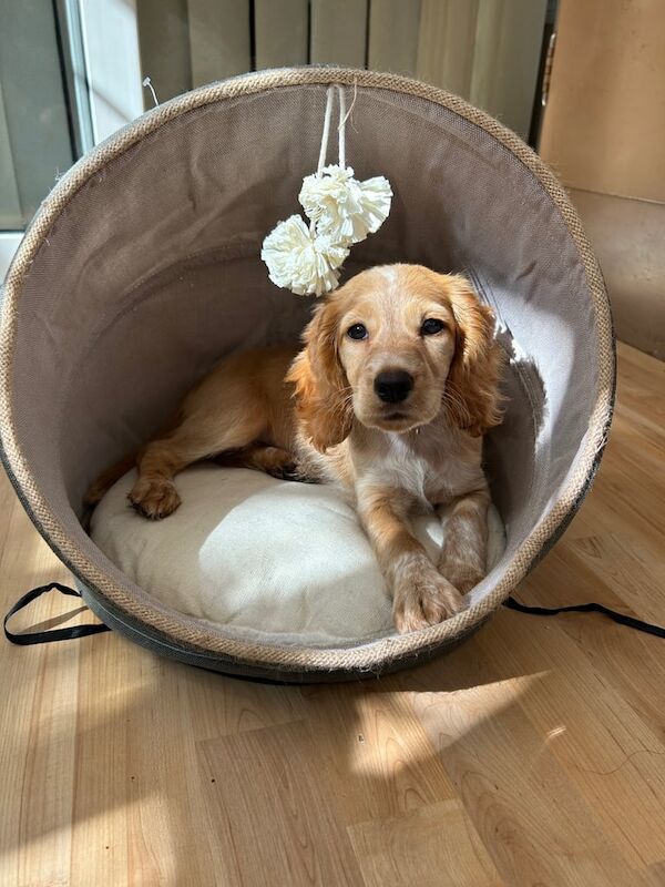 Cocker Spaniel puppies for sale in Hayes, Greater London – 11 weeks old