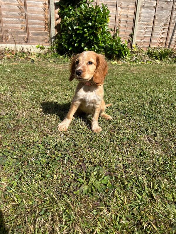 Cocker Spaniel puppies for sale in Hayes, Greater London – 11 weeks old - Image 3 of 3