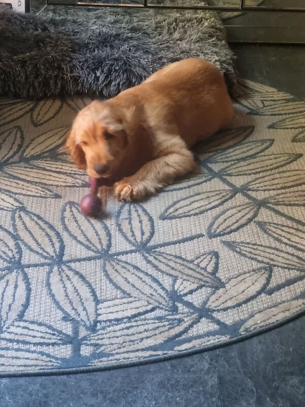 Cocker Spaniel puppies for sale in County Antrim – 4 months old