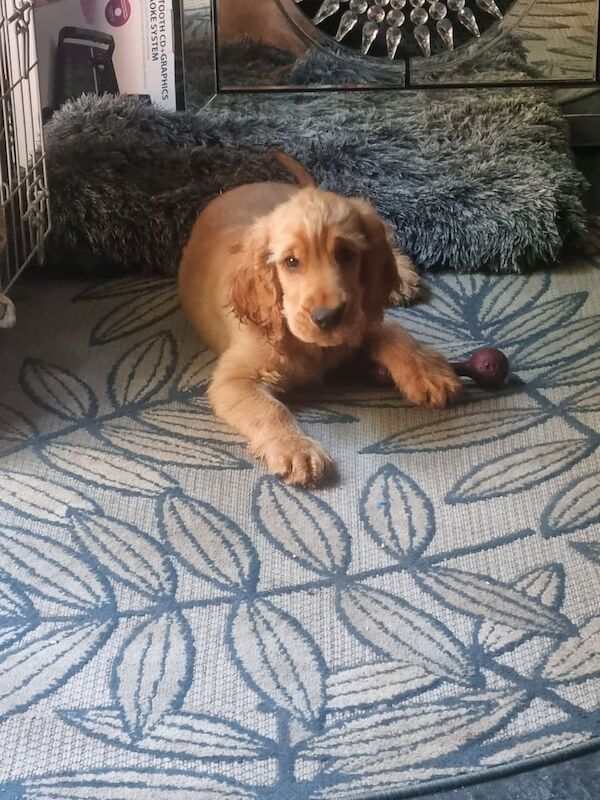 Cocker Spaniel puppies for sale in County Antrim – 4 months old - Image 2 of 3