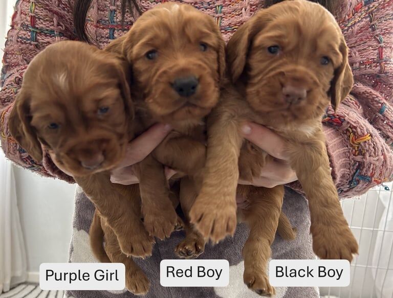 Cocker Spaniel puppies for sale in Forfar, Angus – KC registered, 3 weeks old