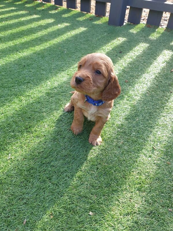 Cocker Spaniel puppies for sale in Tain, Ross and Cromarty – KC registered, 7 weeks old - Image 2 of 3
