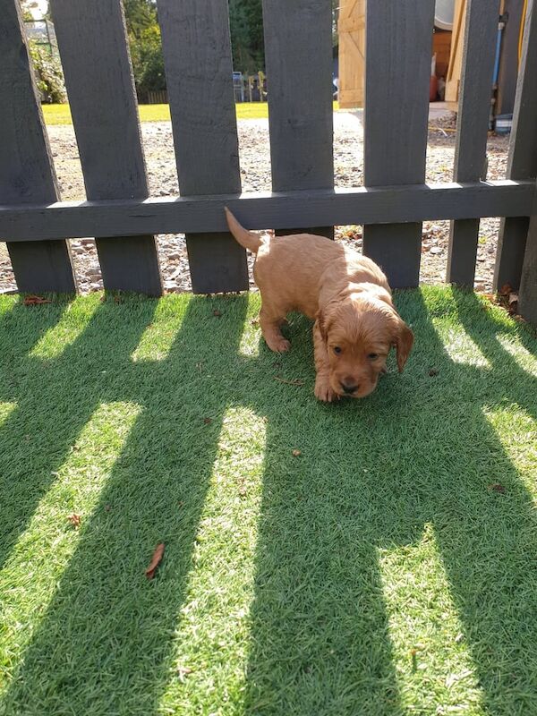 Cocker Spaniel puppies for sale in Tain, Ross and Cromarty – KC registered, 7 weeks old - Image 3 of 3
