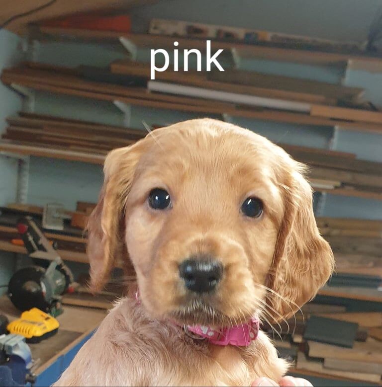 Cocker Spaniel puppies for sale in Tain, Ross and Cromarty – KC registered, 8 weeks old