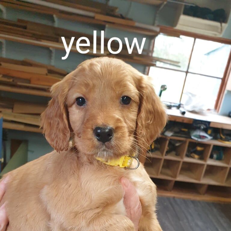 Cocker Spaniel puppies for sale in Tain, Ross and Cromarty – KC registered, 8 weeks old - Image 2 of 3