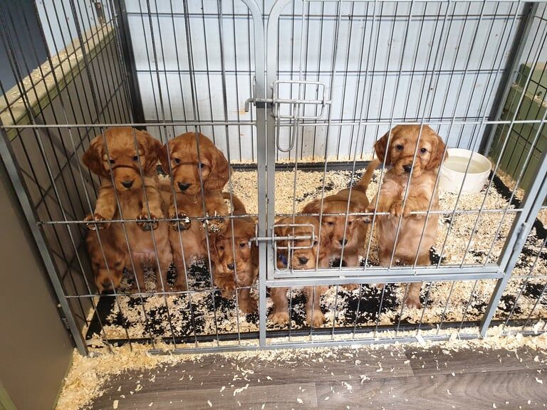 Cocker Spaniel puppies for sale in Tain, Ross and Cromarty – KC registered, 8 weeks old - Image 3 of 3