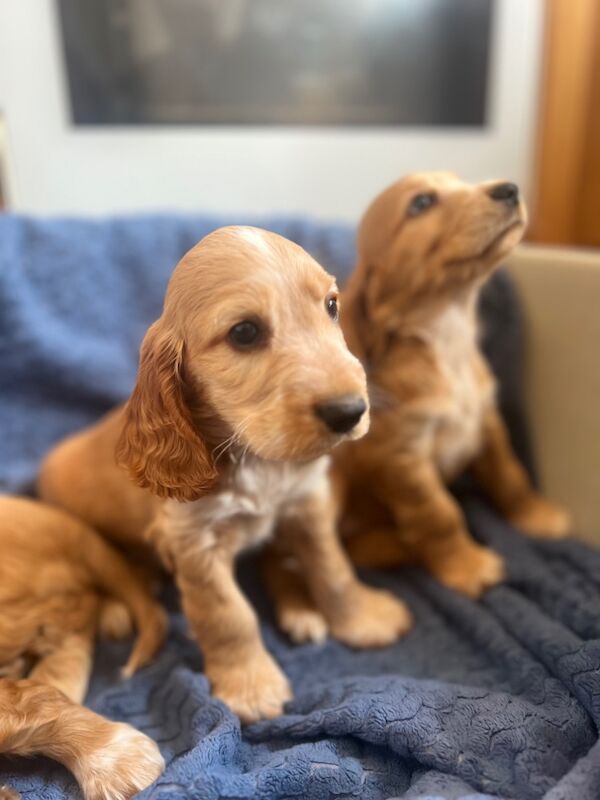 Golden Cocker Spaniels for sale in Warrington, Cheshire