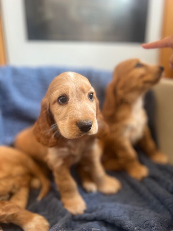Golden Cocker Spaniels for sale in Warrington, Cheshire | Image 2