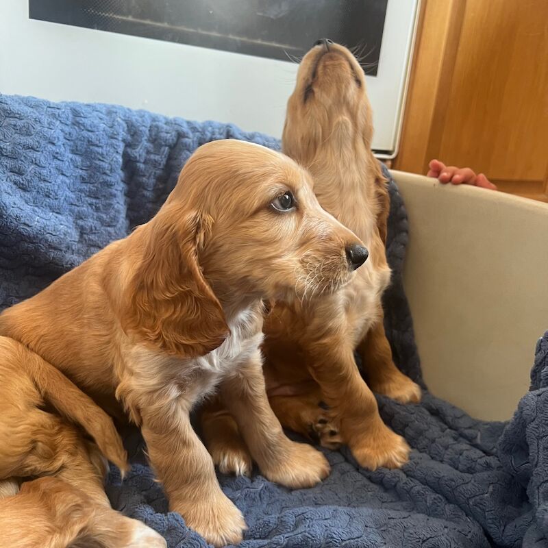 Golden Cocker Spaniels for sale in Warrington, Cheshire | Image 3