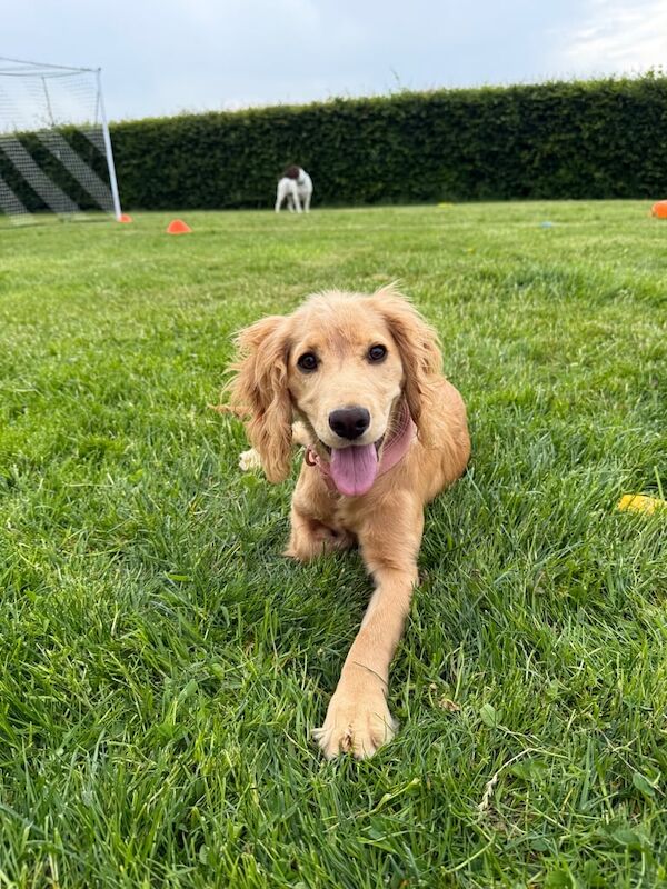 Cocker Spaniel puppies for sale in Dingwall, Ross And Cromarty – KC registered, 11 months old - Image 2 of 3