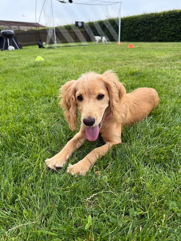 Cocker Spaniel puppies for sale in Dingwall, Ross And Cromarty – KC registered, 11 months old - Image 3 of 3