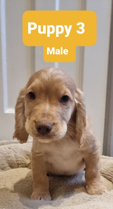 Cocker Spaniel puppies for sale in Bude, Cornwall – 1 year old - Image 2 of 10