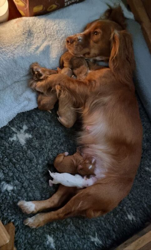 Cocker Spaniel puppies for sale in Bude, Cornwall – 1 year old - Image 5 of 10