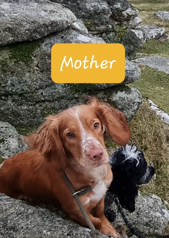 Cocker Spaniel puppies for sale in Bude, Cornwall – 1 year old - Image 6 of 10