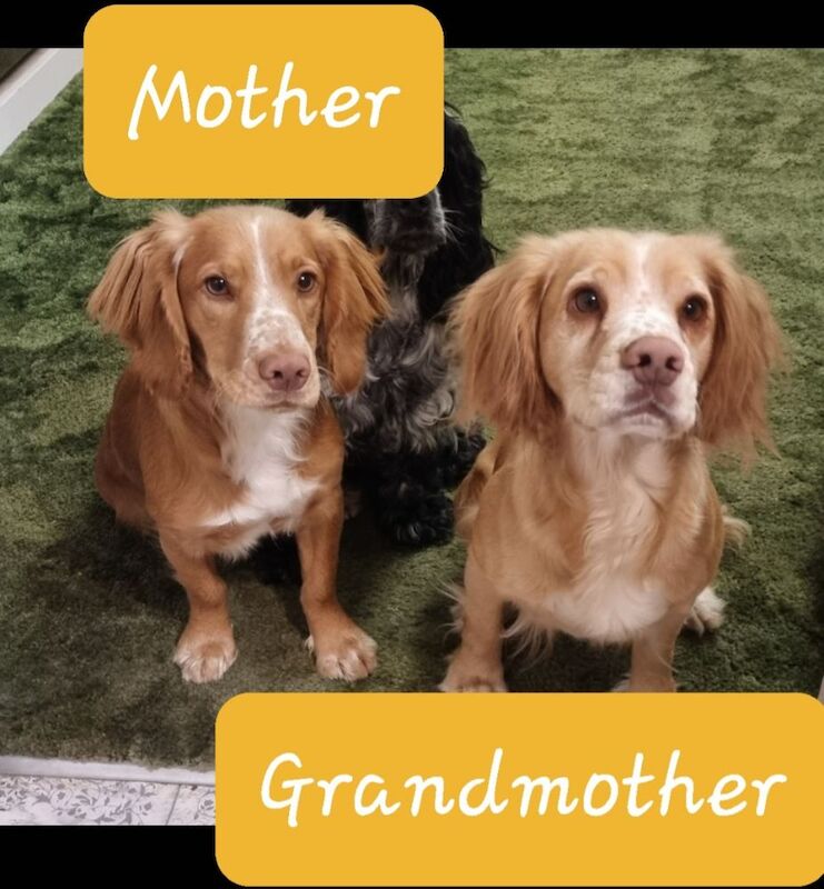 Cocker Spaniel puppies for sale in Bude, Cornwall – 1 year old - Image 7 of 10