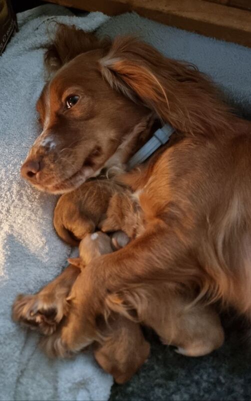 Cocker Spaniel puppies for sale in Bude, Cornwall – 1 year old - Image 10 of 10
