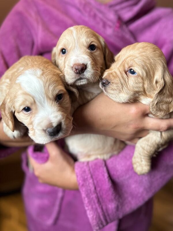 Golden KC Registered Cocker Spaniel Puppies - Image 2 of 3