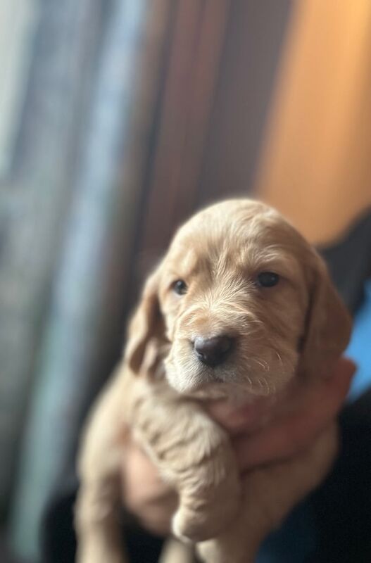 Golden KC Registered Cocker Spaniel Puppies - Image 3 of 3