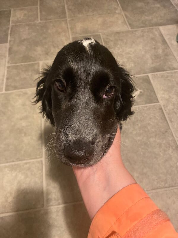 Gorgeous Blue Roan Cocker Spaniel for sale in Newtownards, County Down