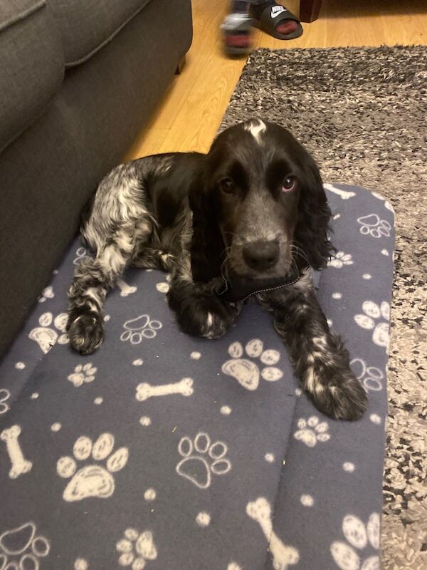 Gorgeous Blue Roan Cocker Spaniel for sale in Newtownards, County Down | Image 2