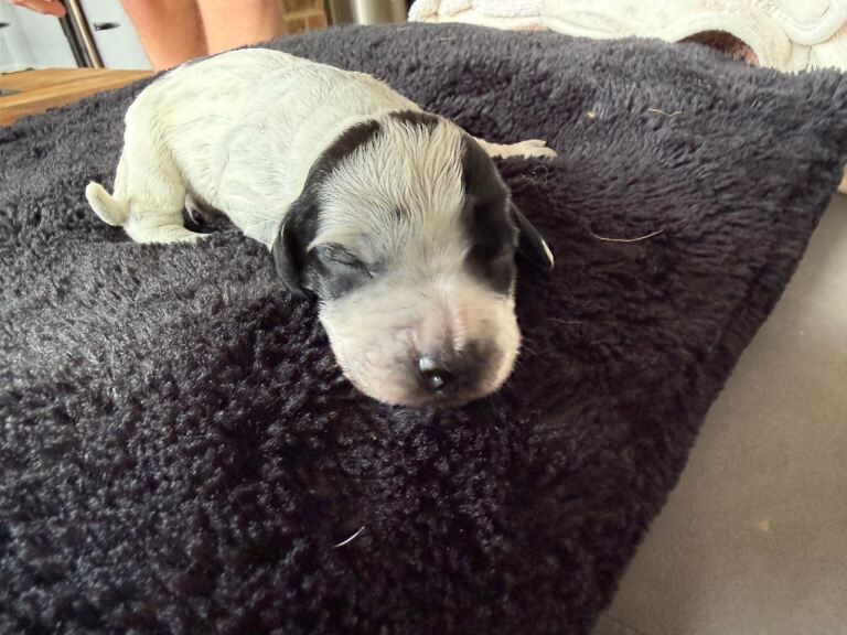 Cocker Spaniel Puppies For Sale