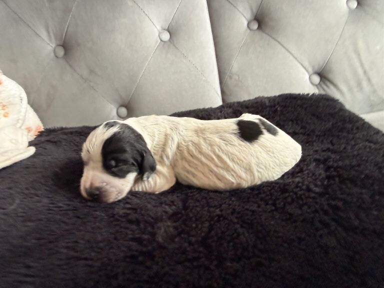 Gorgeous blue roan cocker spaniel puppies - Image 2 of 6