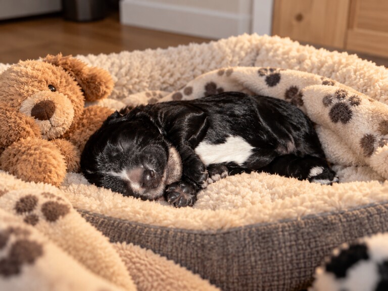 Gorgeous blue roan cocker spaniel puppies - Image 3 of 6