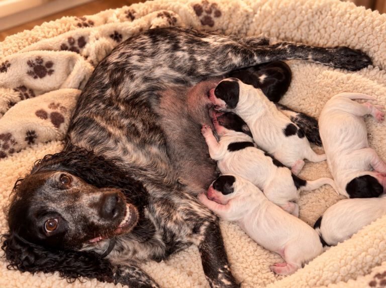 Gorgeous blue roan cocker spaniel puppies - Image 4 of 6