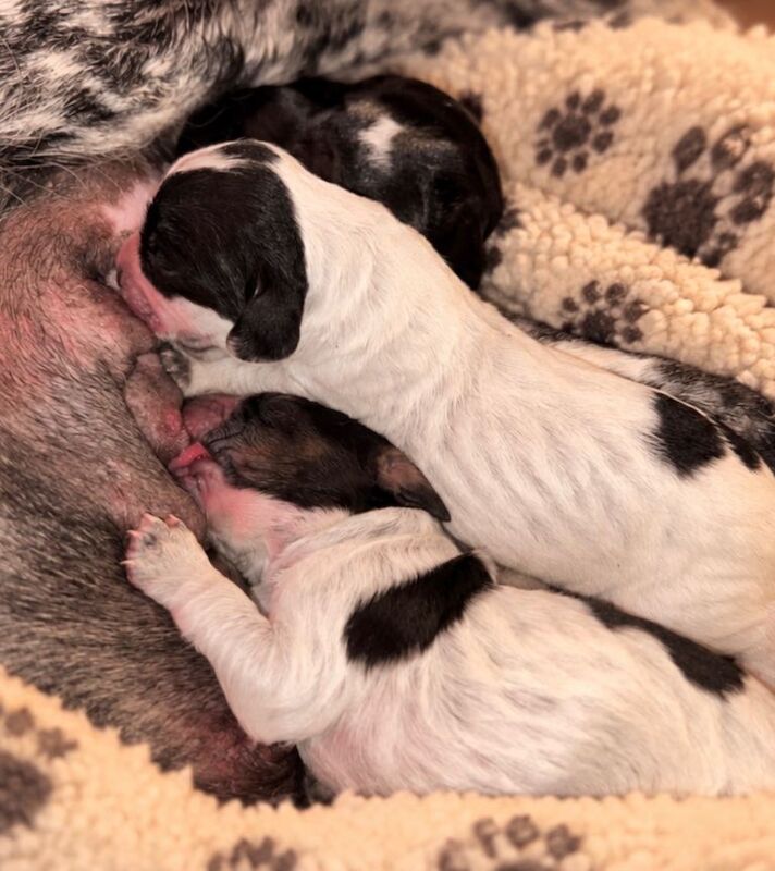 Gorgeous blue roan cocker spaniel puppies - Image 5 of 6