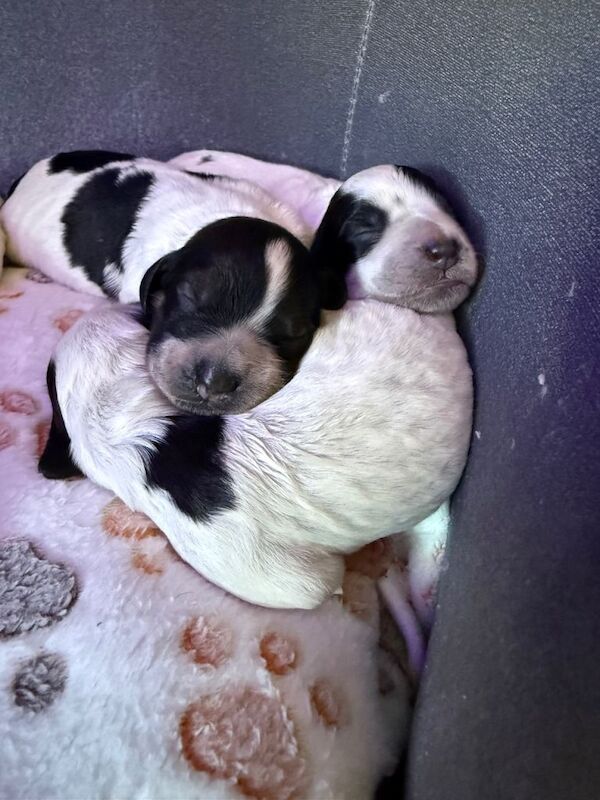 Gorgeous blue roan cocker spaniel puppies - Image 6 of 6