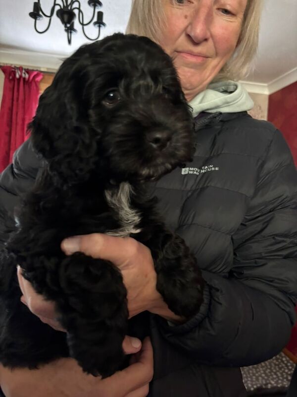 Cocker Spaniel puppies for sale in Highland Boath, Nairn – 3 months old