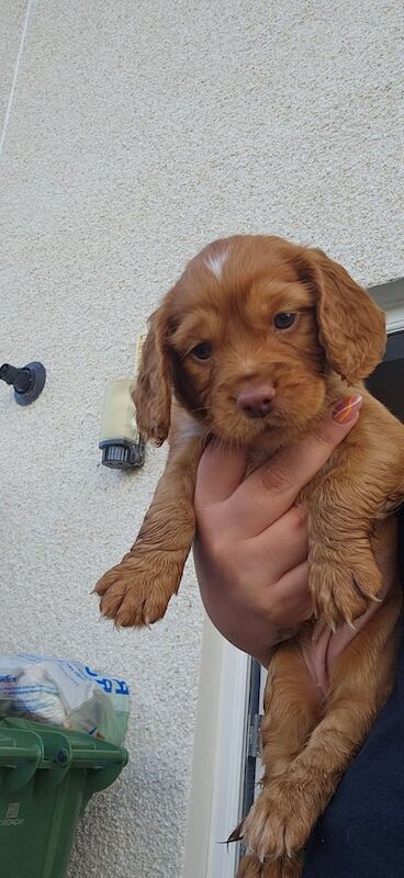 Gorgeous cocker spaniel for sale in Dingwall, Ross and Cromarty