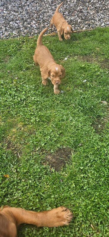 Gorgeous cocker spaniel - Image 2 of 3