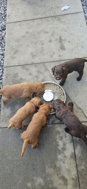 Gorgeous cocker spaniel - Image 3 of 3