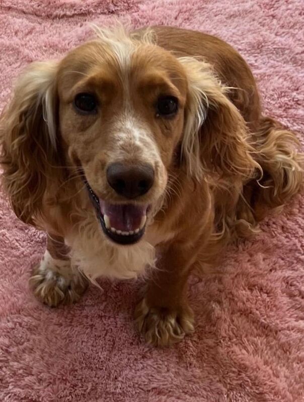 Cocker Spaniel puppies for sale in Chichester, West Sussex – 3 years old