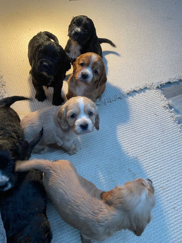 Cocker Spaniel puppies for sale in Tring, Hertfordshire β 5 weeks old
