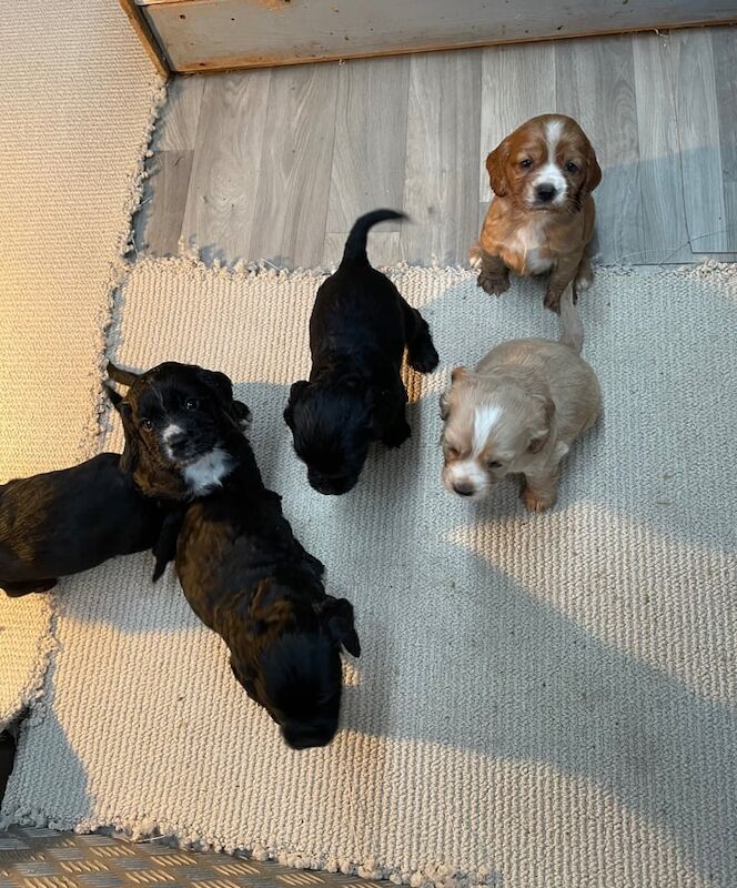 Cocker Spaniel puppies for sale in Tring, Hertfordshire – 5 weeks old - Image 2 of 3