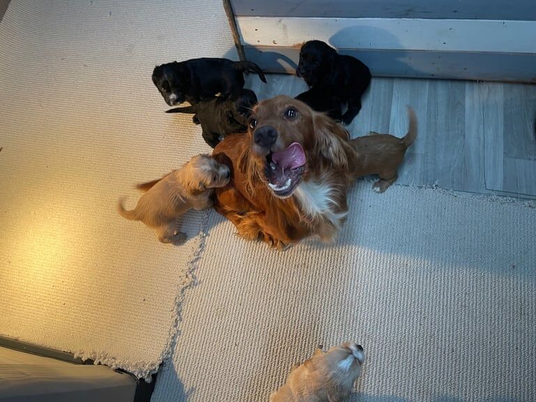 Cocker Spaniel puppies for sale in Tring, Hertfordshire – 5 weeks old - Image 3 of 3