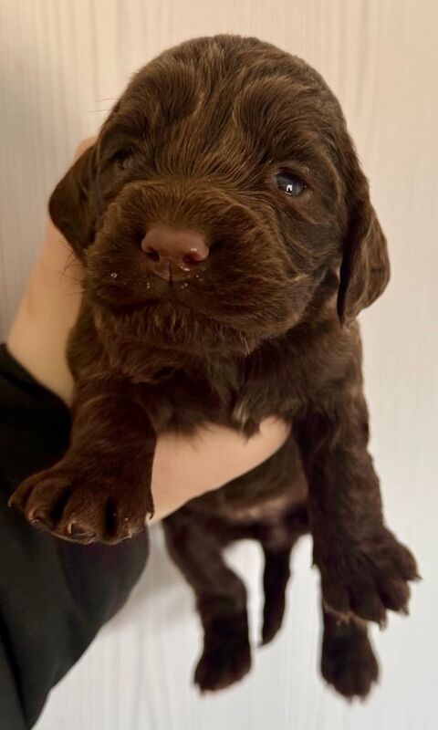 Cocker Spaniel puppies for sale in Morecambe, Lancashire – 3 weeks old