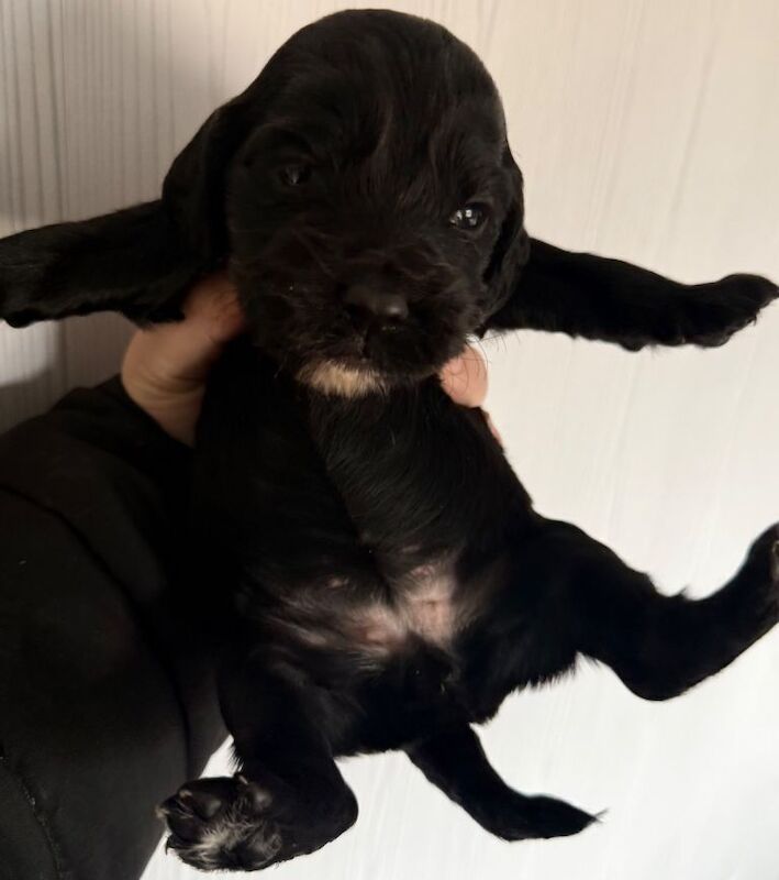 Gorgeous cocker spaniel puppies - Image 3 of 6