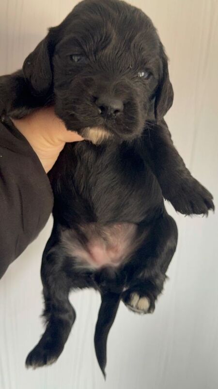 Gorgeous cocker spaniel puppies - Image 4 of 6