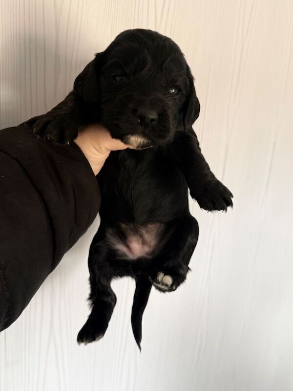 Gorgeous cocker spaniel puppies - Image 5 of 6