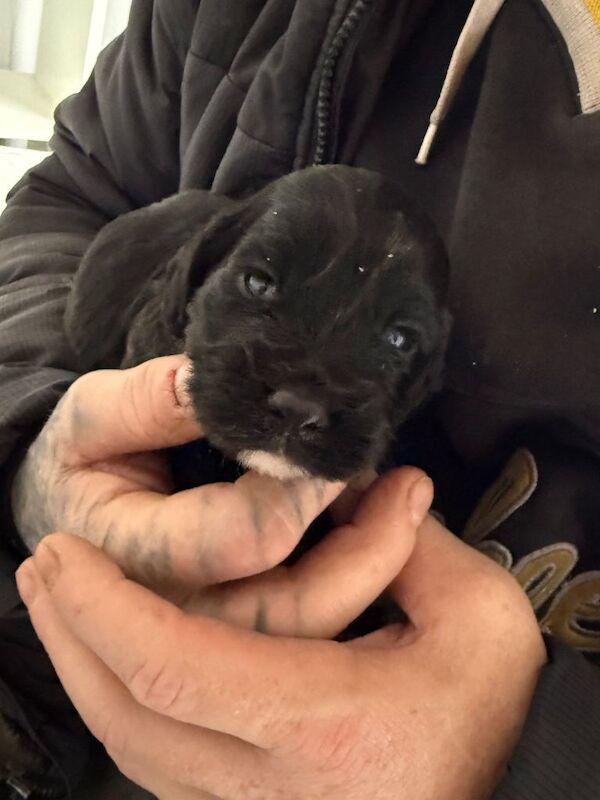 Gorgeous cocker spaniel puppies - Image 6 of 6