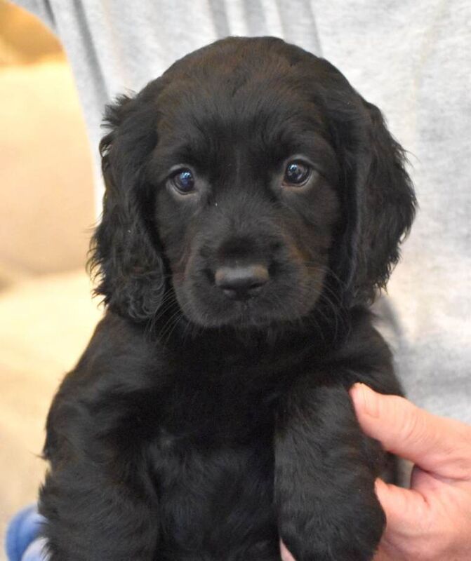 Cocker Spaniel Puppies For Sale Under £1,000