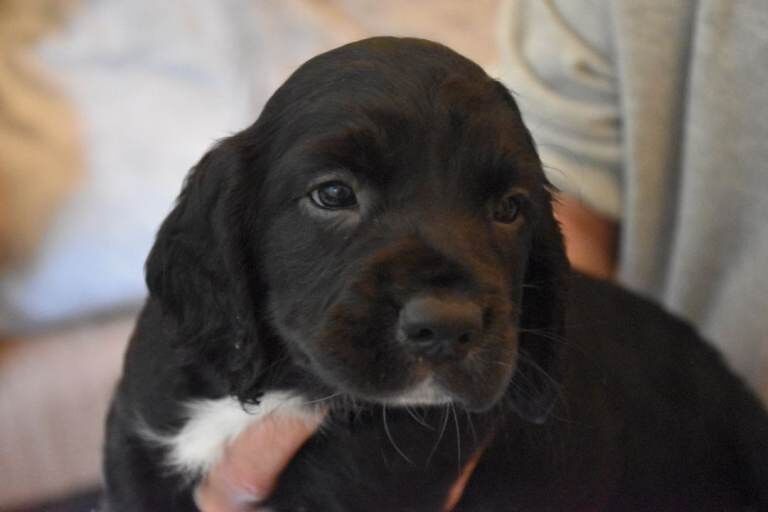Gorgeous Cocker Spaniel puppies £850 - Image 2 of 6