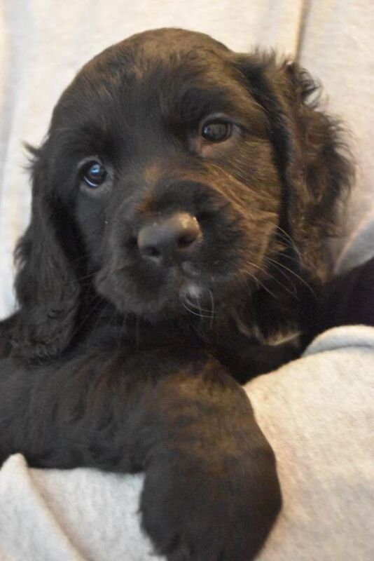 Gorgeous Cocker Spaniel puppies £850 - Image 3 of 6