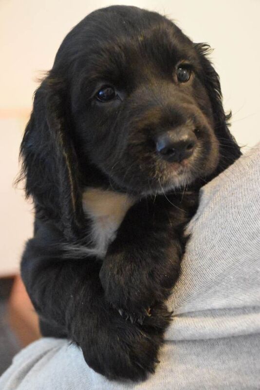 Gorgeous Cocker Spaniel puppies £850 - Image 4 of 6