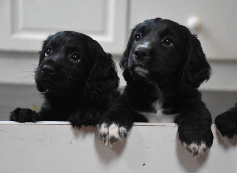Gorgeous Cocker Spaniel puppies £850 - Image 5 of 6